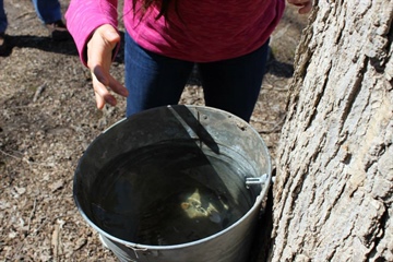 image Sap to Syrup: Exploring Maple Tapping in Central Illinois