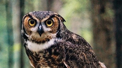image Owl Prowl