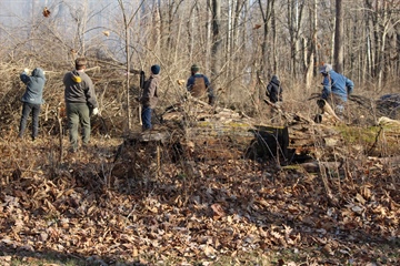 image Volunteer Event: Invasive Woody Removal