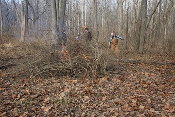 image Volunteer Event: Invasive Woody Removal