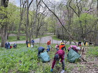image Invasive Garlic Mustard Removal with Natural Resources Staff (Lake of the Woods)