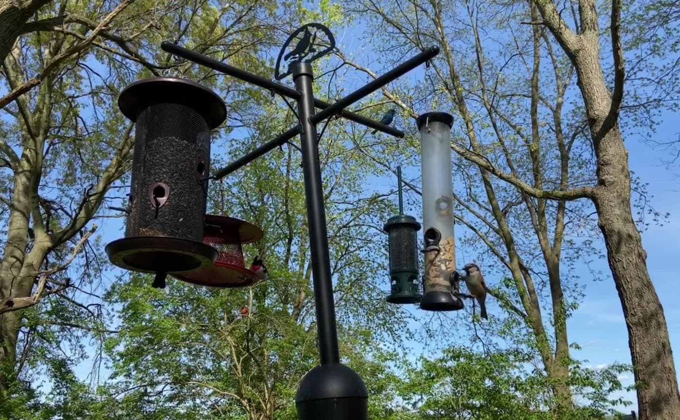 Bird Feeding Area